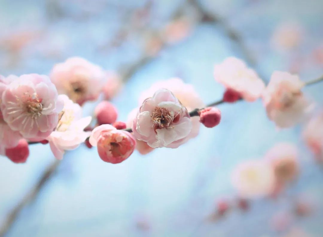梅花香自苦寒来,十首观梅的诗词,一起欣赏美丽的梅花吧