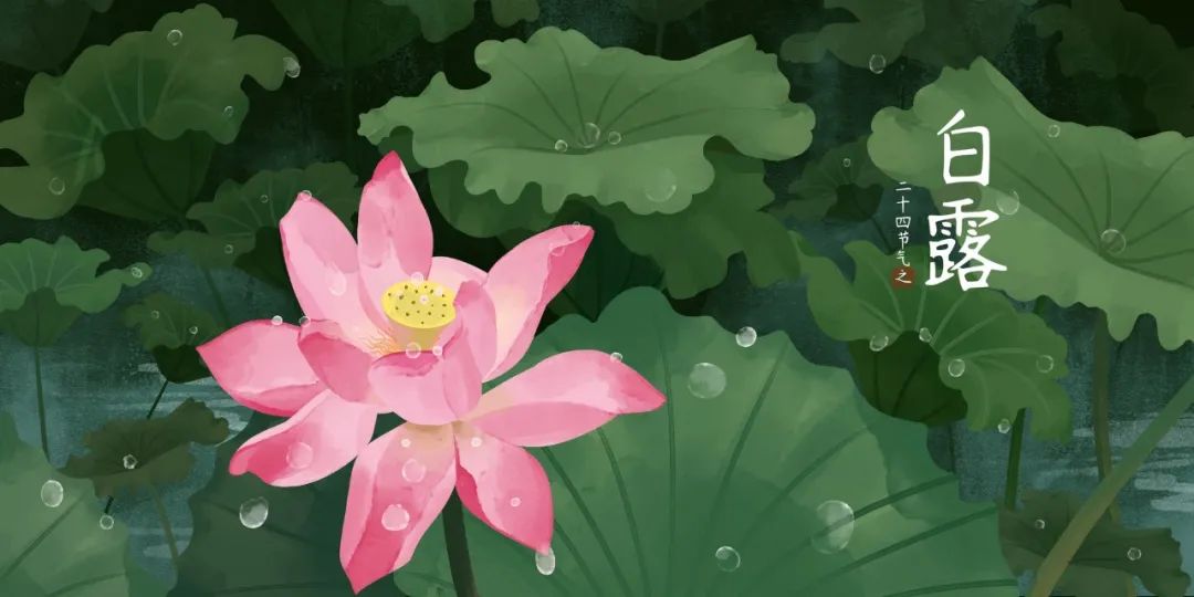 最美的5首白露诗词,清风白露,岁月无忧