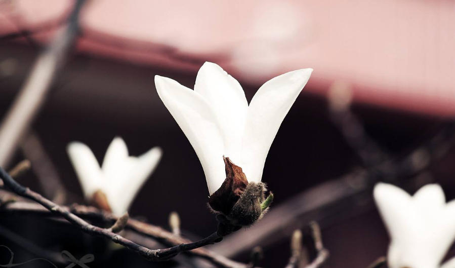 诗词鉴赏-玉兰花开春自来,十二首玉兰花 的诗词,白雪琼兰映眼开
