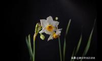 水仙花的诗句有哪些（描写水仙花的现代诗）