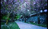 牡丹花的好句怎么写(牡丹花的好词好句摘抄)