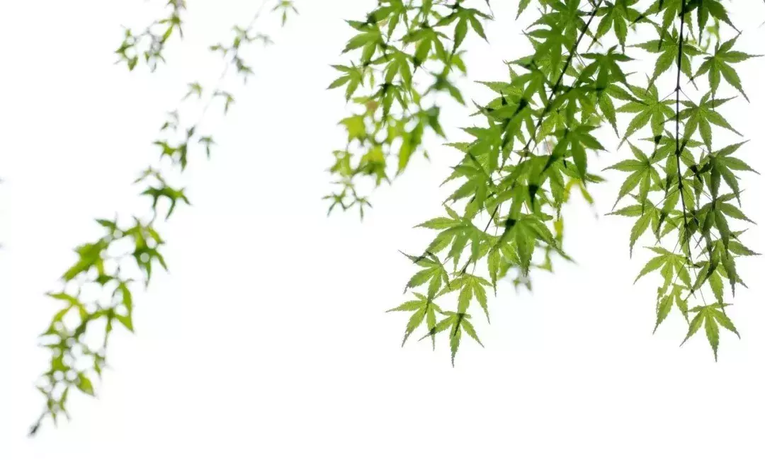 十首春天诗词,哪一句醉到了你的心?