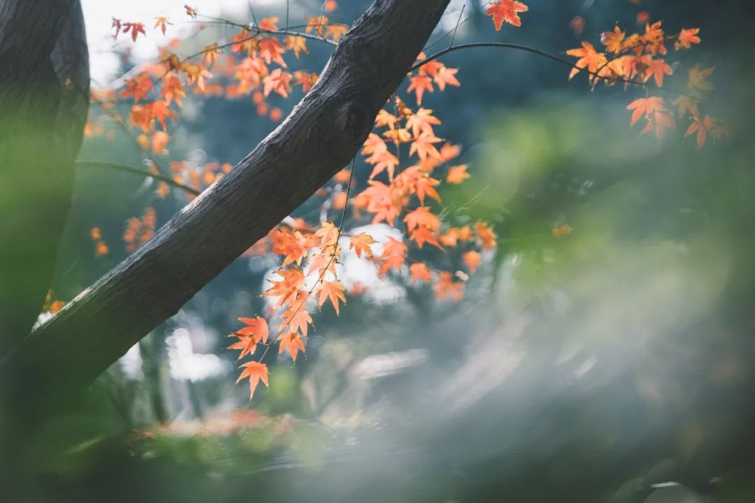 10首意境优美的小诗,美了眼,醉了心,惊艳了时光
