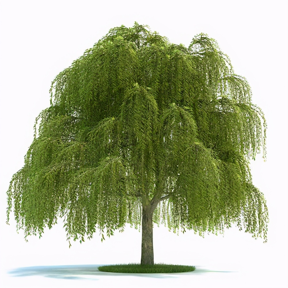 小学生优秀作文欣赏:《柳树》三篇,烟柳青青,正是春天好风景