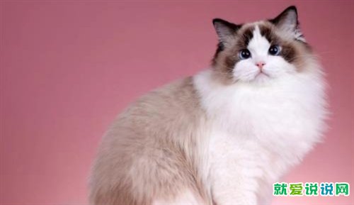 适合朋友圈晒猫的文案句子