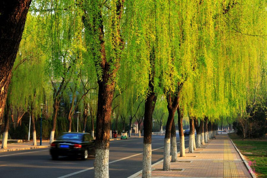 小学生优秀作文欣赏:《柳树》三篇,烟柳青青,正是春天好风景
