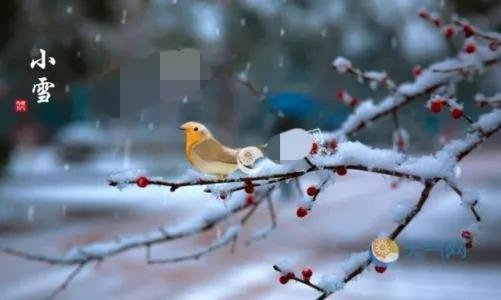 七绝·小雪 (五首)