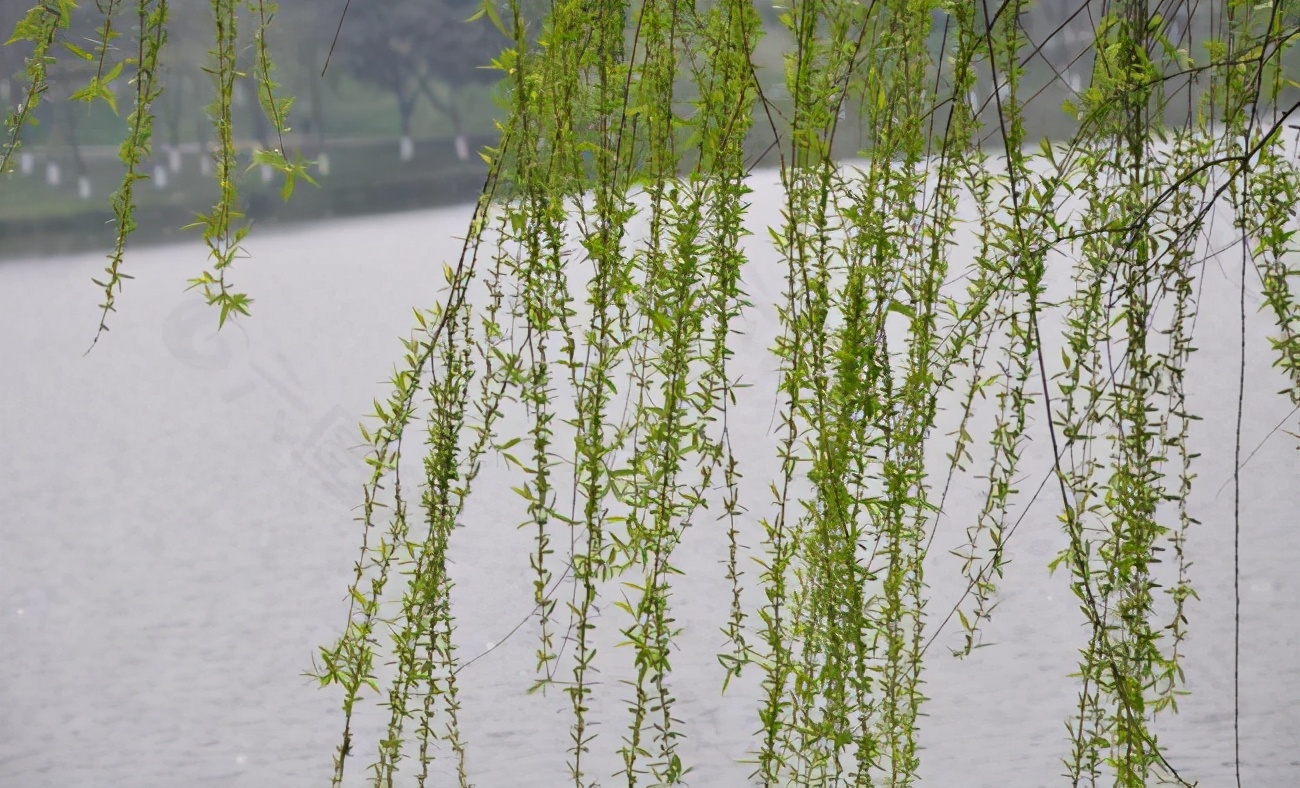 小学生优秀作文欣赏:《柳树》三篇,烟柳青青,正是春天好风景