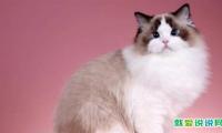适合朋友圈晒猫的文案句子