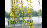 小学生优秀文章摘抄（优秀作文范文赏析）