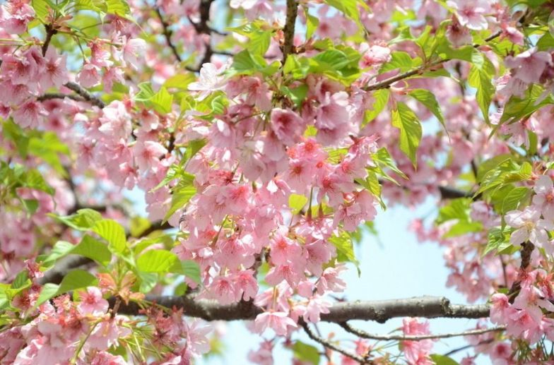 【诗词鉴赏】樱花浅语 淡抒流年