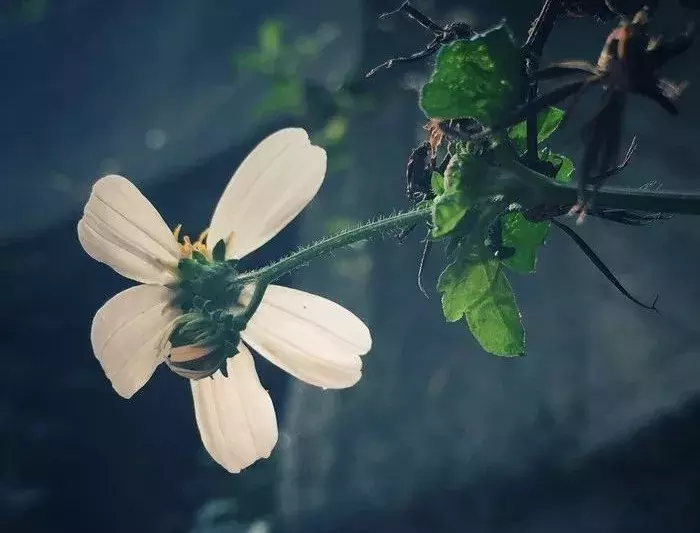 十首谷雨诗词:在美好的诗词中,拥抱暮春