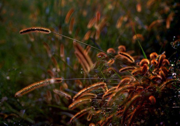 「诗词鉴赏」小草|野火烧不尽 春风吹又生