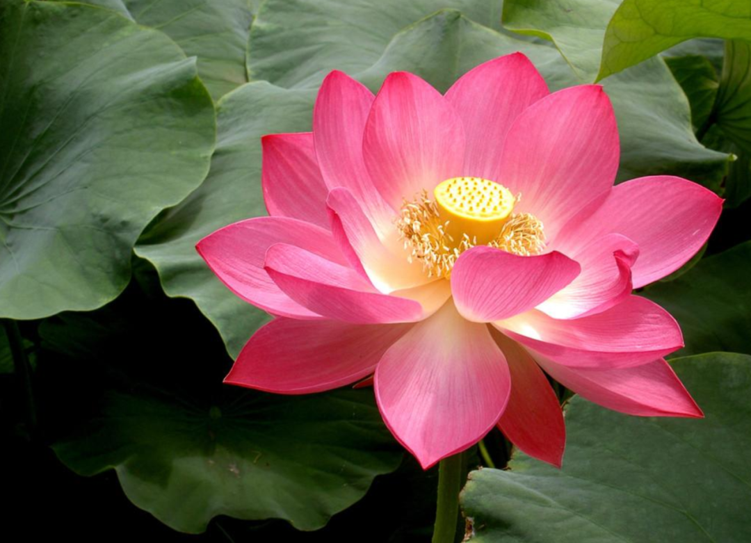 入夏荷花生 赏荷正当时,12首荷花的<a href=http://www.huhuixin.com/gushici/ target=_blank class=infotextkey>古诗词</a>,共赏荷花的美丽与诗意