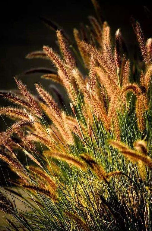 「诗词鉴赏」小草|野火烧不尽 春风吹又生