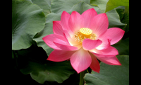 描写莲花的诗句古诗（赞美莲花的经典名句）