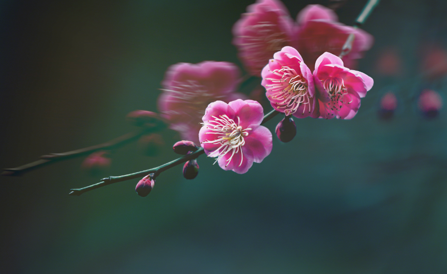 「诗词鉴赏」冬深一一开,十首梅花诗词,欣赏诗中的花中之魁