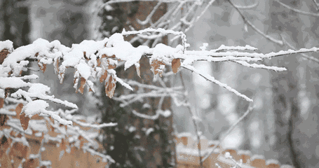 「诗词鉴赏」十首写雪的著名诗词,你最喜欢哪一首?