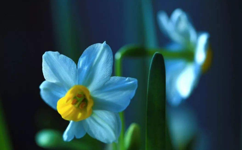 「诗词鉴赏」水仙花开迎新年,十二首水仙花的诗词,让冬天更美