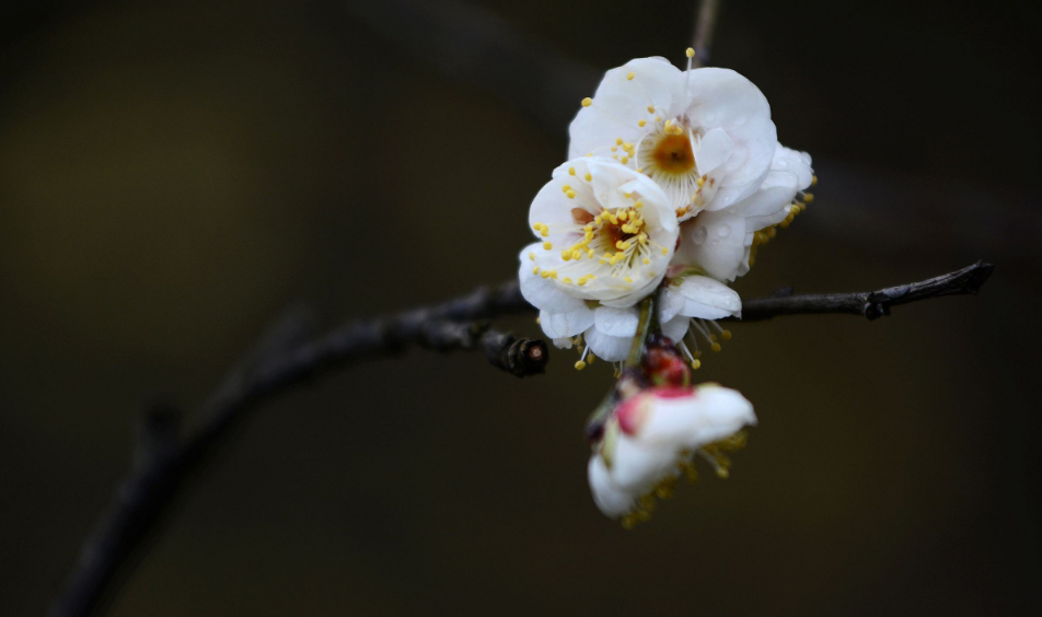 「诗词鉴赏」冬深一一开,十首梅花诗词,欣赏诗中的花中之魁