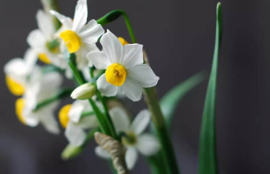 「诗词鉴赏」水仙花开迎新年,十二首水仙花的诗词,让冬天更美