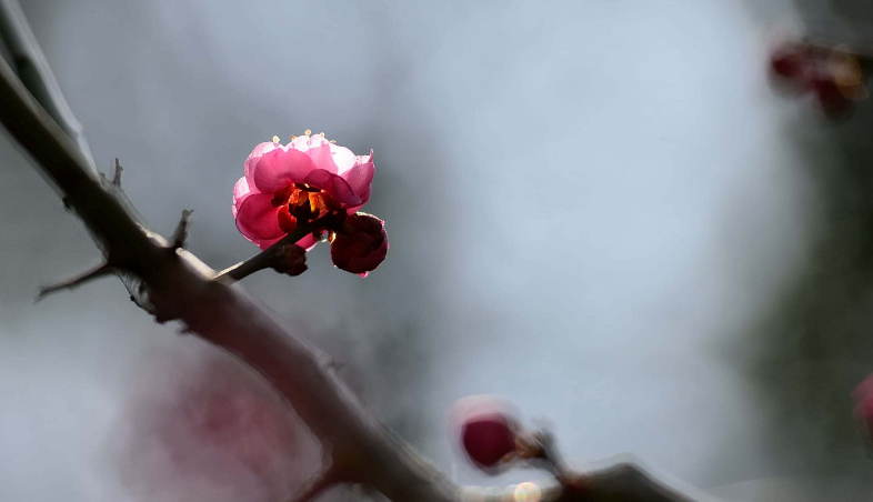 「诗词鉴赏」冬深一一开,十首梅花诗词,欣赏诗中的花中之魁