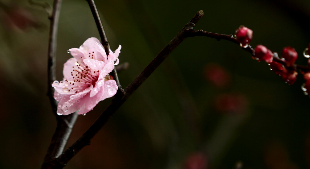 「诗词鉴赏」冬深一一开,十首梅花诗词,欣赏诗中的花中之魁