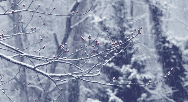 「诗词鉴赏」十首写雪的著名诗词,你最喜欢哪一首?
