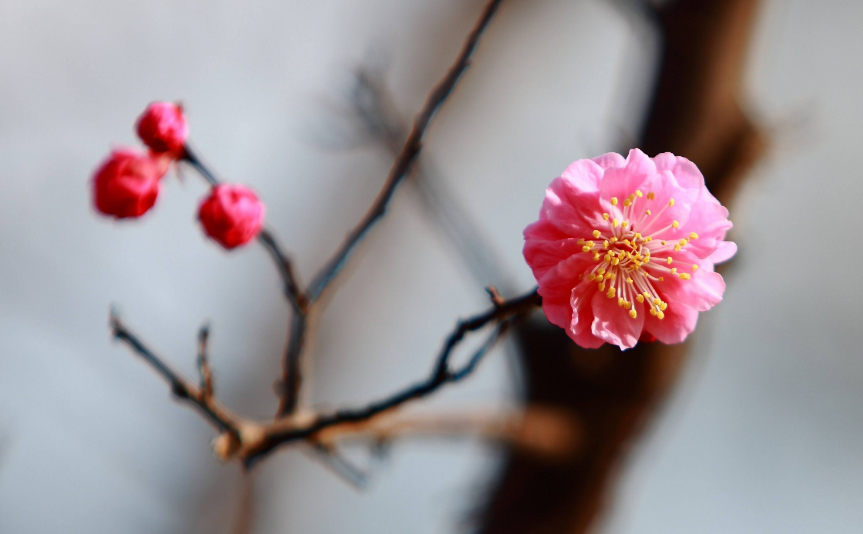 「诗词鉴赏」冬深一一开,十首梅花诗词,欣赏诗中的花中之魁