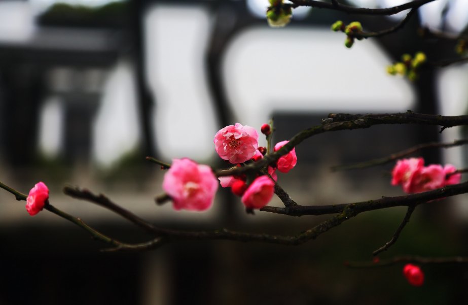 「诗词鉴赏」冬深一一开,十首梅花诗词,欣赏诗中的花中之魁