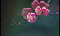 梅花的诗句古诗大全（最经典的梅花诗）