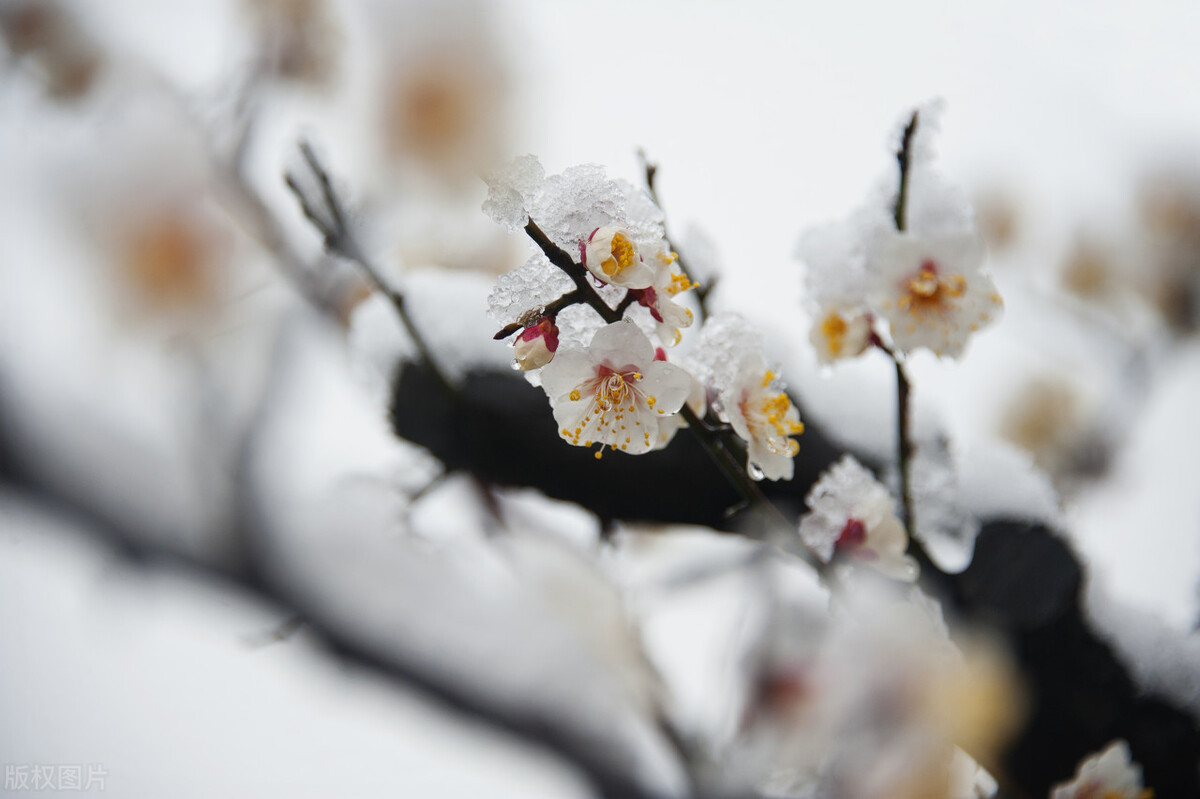 六首诗词,写尽梅花傲雪风骨