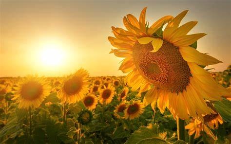 赞美老师的诗句 赞美老师辛苦付出的话