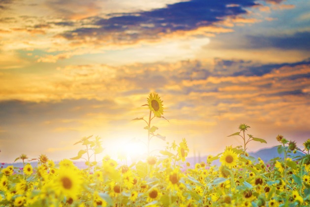 每日早安语录哲理心语