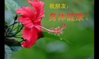 关于下午问候语大全