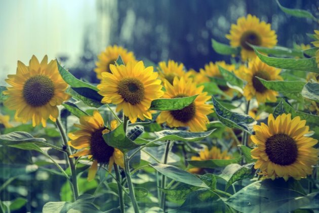 每日一句话正能量早安心语