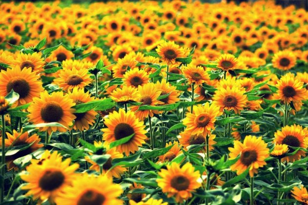 每日一句话正能量早安心语