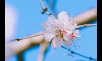 清晨心语正能量