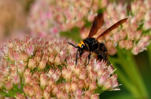 被马蜂蛰了发朋友圈的说说 被黄蜂蛰了怎么发朋友圈