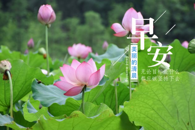 早上好图片：早安心语正能量一句话