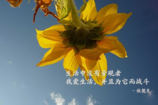 每日清晨微语带字图片