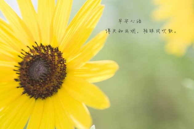 每日清晨微语带字图片