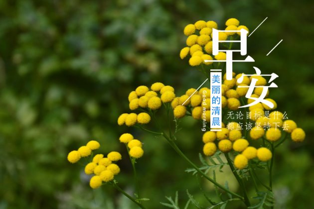 [早安心语图片]早安正能量的句子
