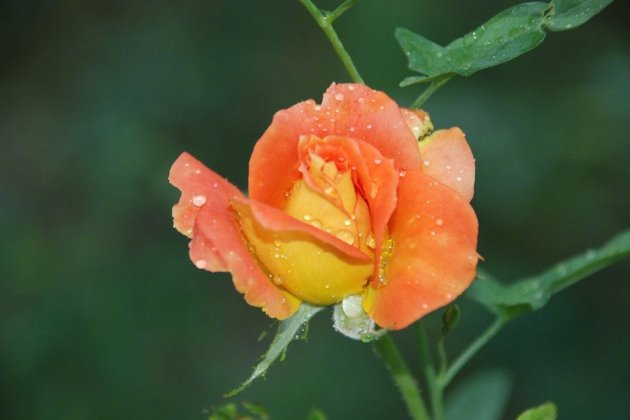 早安语录朋友圈语录