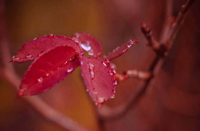 适合秋天发的句子情感 秋天的句子短句唯美伤感说说