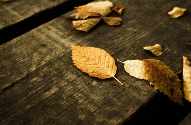 朋友圈秋天的心情的句子大全 适合秋天旅游发朋友圈的句子