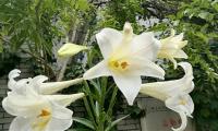 百合花开了怎么发朋友圈【图】