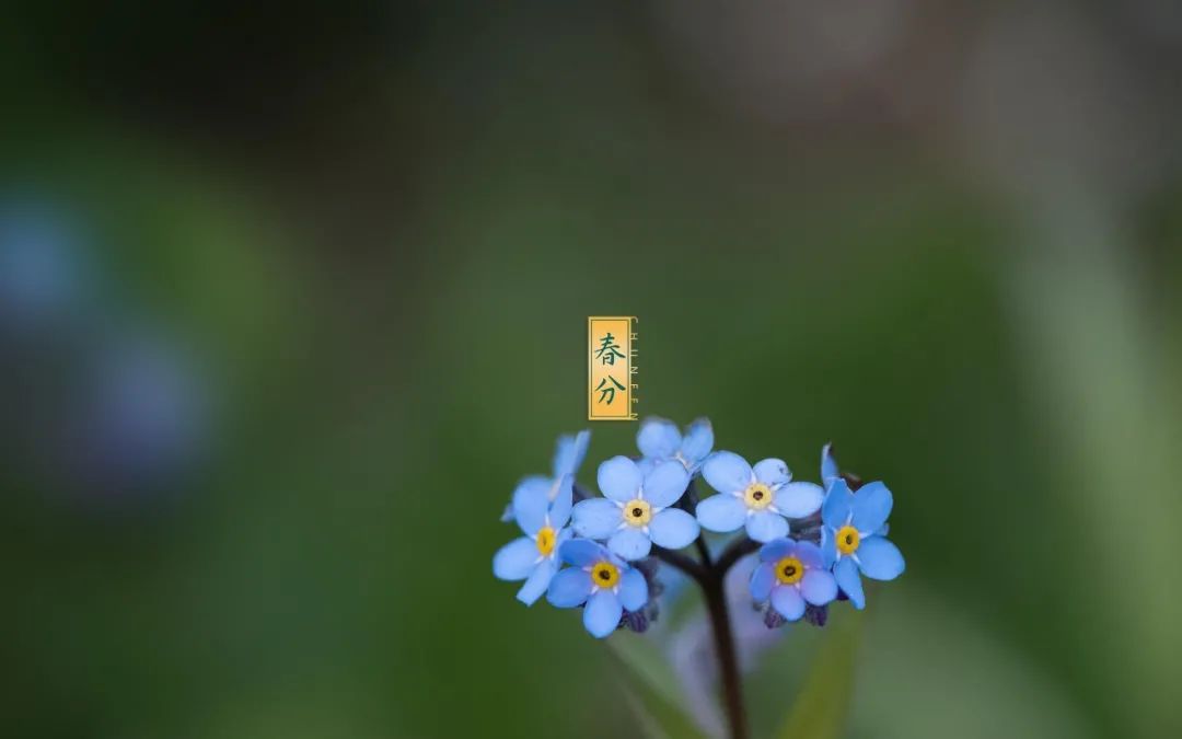 春色正中分 莺歌燕归时,十二首春分的诗词,沉醉在春天的美好里