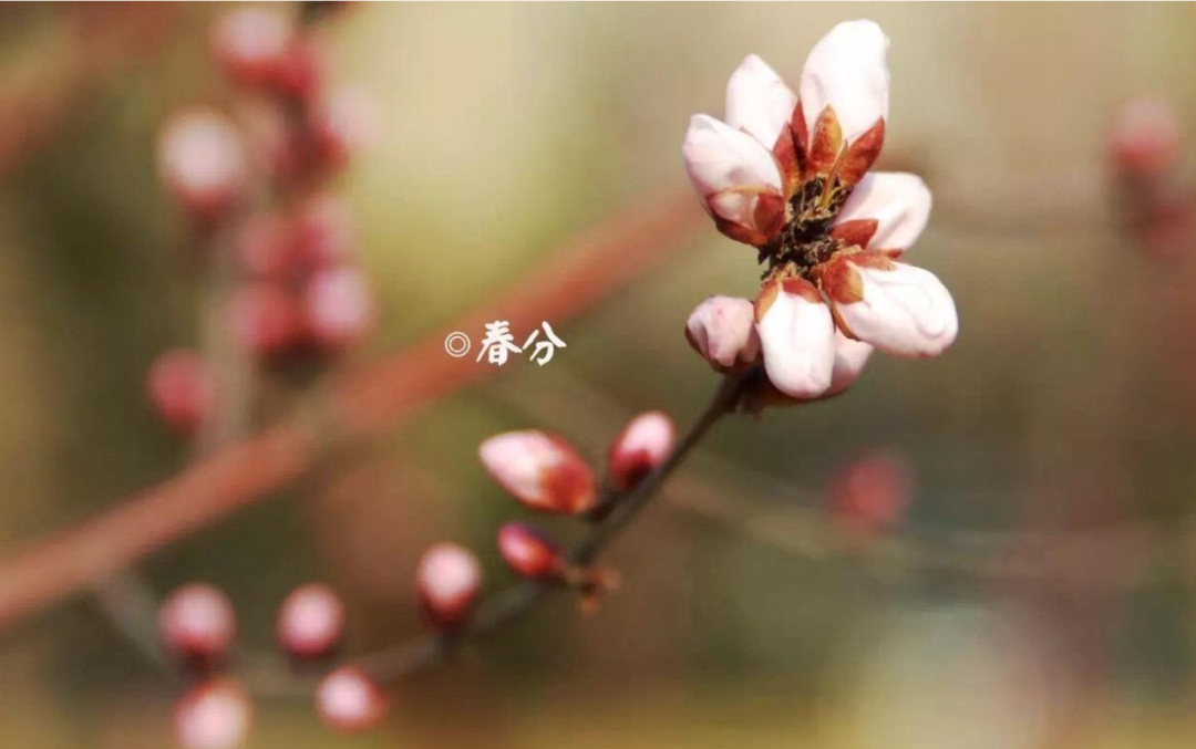 春色正中分 莺歌燕归时,十二首春分的诗词,沉醉在春天的美好里