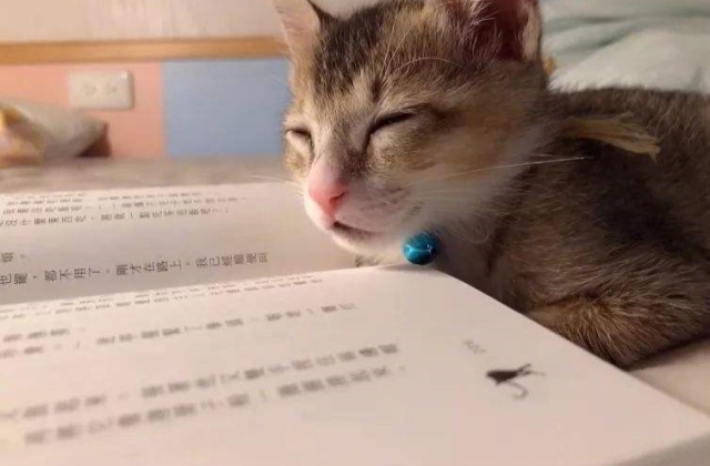 一看书就困一看手机就清醒的幽默说说 看不进去书的经典句子